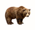 The brown bear Ursus arctos